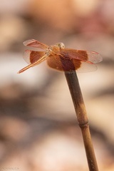 Neurothemis stigmatizans
