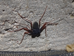 Paraphrynus carolynae