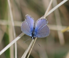 Echinargus isola