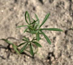 Ipomoea costellata