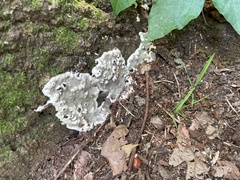 Kretzschmaria deusta