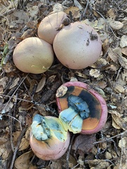 Rubroboletus eastwoodiae