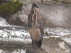 Tigrisoma fasciatum