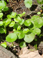 Hydrocotyle verticillata