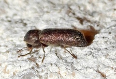 Amphicerus