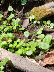 Hydrocotyle verticillata