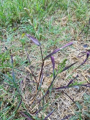 Echinochloa colona