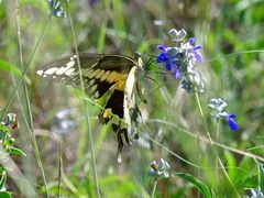 Heraclides cresphontes