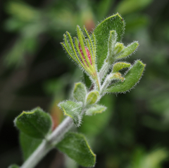 Menodora tehuacana