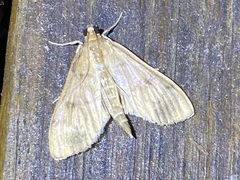 Herpetogramma aeglealis