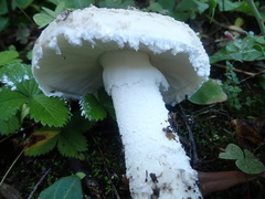 Amanita strobiliformis