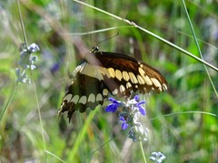 Heraclides cresphontes