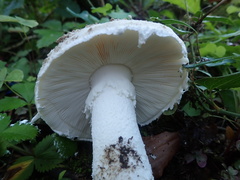 Amanita strobiliformis