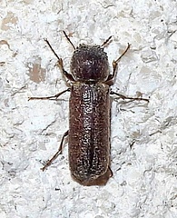 Amphicerus