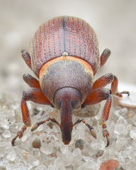 Mecinus collaris