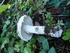 Amanita strobiliformis