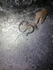 Leptodeira ashmeadii