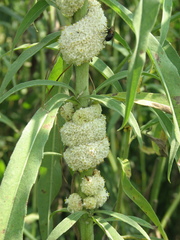 Cuscuta glomerata