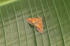Pyrausta deidamialis