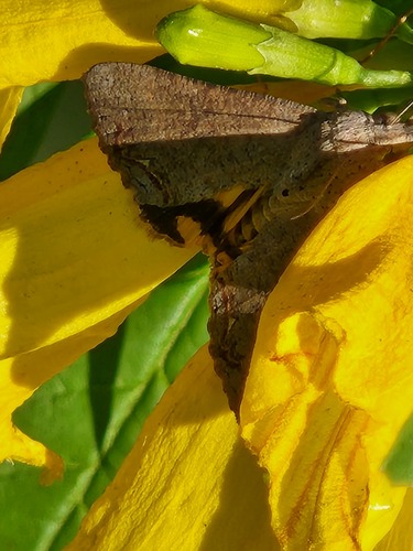 Hypocala Moth photo 4