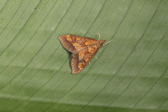 Pyrausta deidamialis