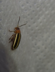 Disonycha glabrata
