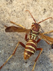 Polistes bellicosus