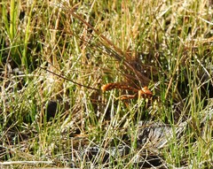 Megarhyssa nortoni