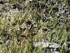 Megarhyssa nortoni