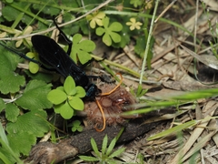 Pompilocalus