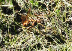 Megarhyssa nortoni
