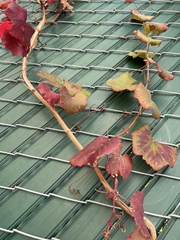 Vitis californica