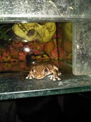 Litoria rothii