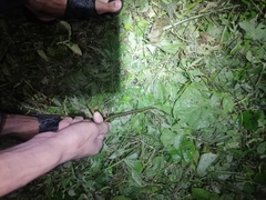 Leptodeira ashmeadii