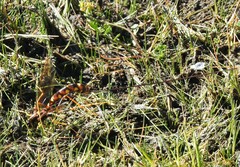Megarhyssa nortoni