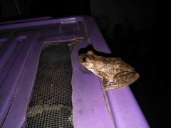 Litoria rothii