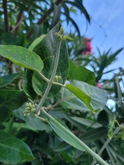 Asclepiadoideae