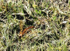 Megarhyssa nortoni