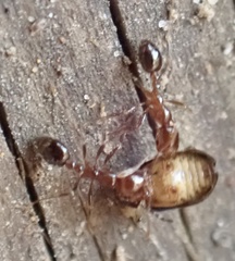 Solenopsis saevissima