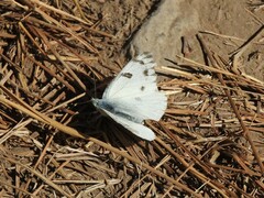 Pontia occidentalis