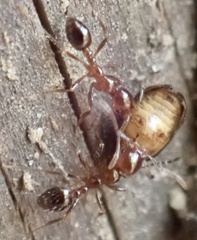 Solenopsis saevissima