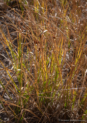 Carex utriculata