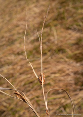 Carex utriculata