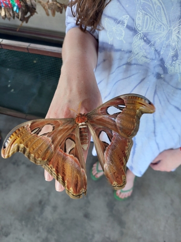 Atlas moth