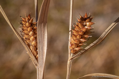 Carex utriculata