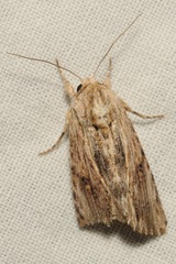 Spodoptera eridania
