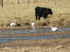 Phoenicoparrus jamesi