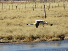 Phoenicopterus chilensis