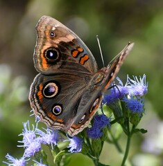 Junonia stemosa