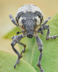 Bothynoderes affinis